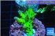 Acropora green purple Australia 3-4 cm WYSIWYG acclimaté