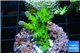 Acropora green purple Australia 3-4 cm WYSIWYG acclimaté