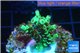 Acropora green Indonesia 2-4 cm WYSIWYG acclimaté