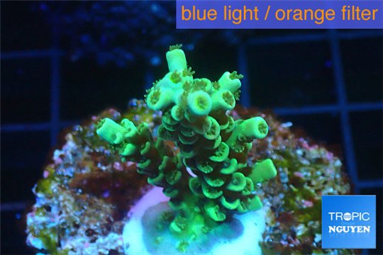Acropora green Indonesia 2-4 cm WYSIWYG acclimaté