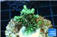 Acropora green Indonesia 2-4 cm WYSIWYG acclimaté