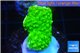 Acropora full neon green 2-3 cm WYSIWYG acclimaté