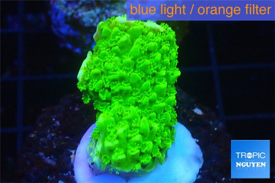 Acropora full neon green 2-3 cm WYSIWYG acclimaté