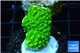 Acropora full neon green 2-3 cm WYSIWYG acclimaté