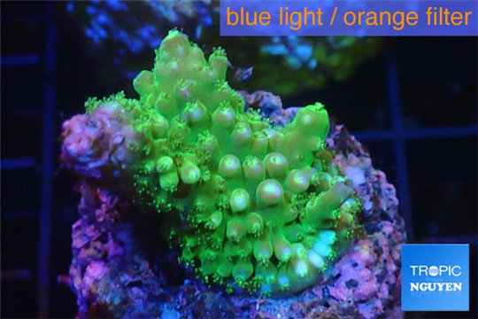 Acropora full neon green 2 cm WYSIWYG acclimaté