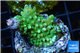 Acropora full neon green 2 cm WYSIWYG acclimaté