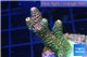 Acropora pink & green Indonesia 3-5 cm WYSIWYG acclimaté