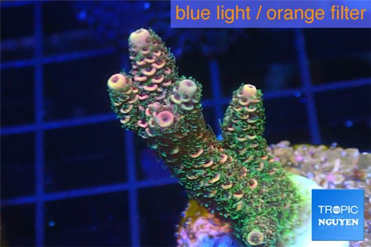 Acropora pink & green Indonesia 3-5 cm WYSIWYG acclimaté