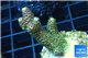 Acropora pink & green Indonesia 3-5 cm WYSIWYG acclimaté