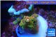 Acropora golden purple Indonesia 2-3 cm WYSIWYG acclimaté