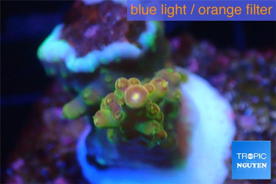 Acropora golden purple Indonesia 2-3 cm WYSIWYG acclimaté
