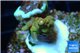 Acropora golden purple Indonesia 2-3 cm WYSIWYG acclimaté