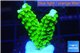 Acropora full neon green 2-4 cm WYSIWYG acclimaté