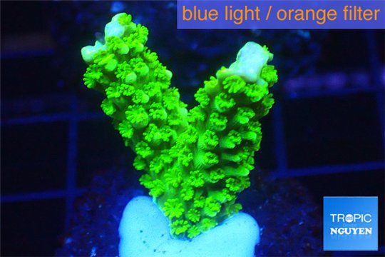 Acropora full neon green 2-4 cm WYSIWYG acclimaté