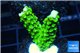 Acropora full neon green 2-4 cm WYSIWYG acclimaté