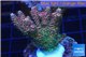 Acropora pink & green Indonesia 4-6 cm WYSIWYG acclimaté