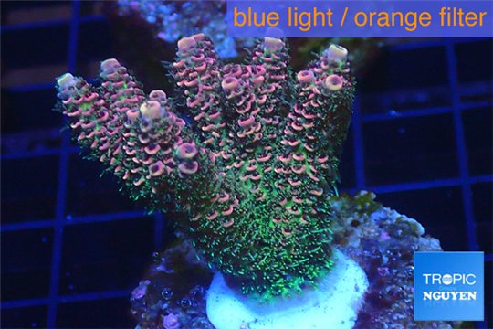 Acropora pink & green Indonesia 4-6 cm WYSIWYG acclimaté