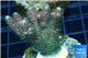 Acropora pink & green Indonesia 4-6 cm WYSIWYG acclimaté