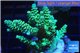 Acropora geen purple Indonesia 3-4 cm WYSIWYG acclimaté