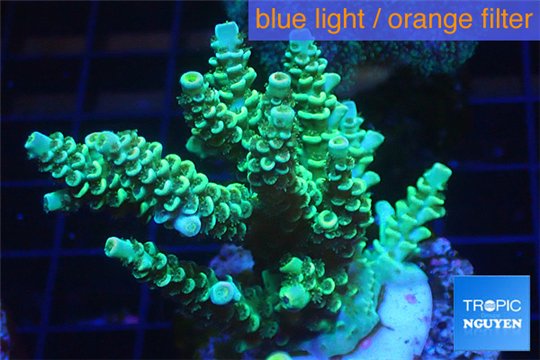Acropora geen purple Indonesia 3-4 cm WYSIWYG acclimaté