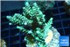 Acropora geen purple Indonesia 3-4 cm WYSIWYG acclimaté