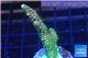 Acropora pink & green Indonesia 3-5 cm WYSIWYG acclimaté