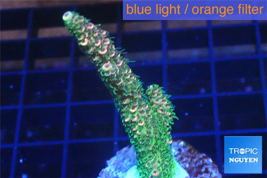 Acropora pink & green Indonesia 3-5 cm WYSIWYG acclimaté