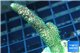 Acropora pink & green Indonesia 3-5 cm WYSIWYG acclimaté