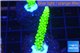Acropora full neon green 3-4 cm WYSIWYG acclimaté