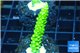 Acropora full neon green 3-4 cm WYSIWYG acclimaté