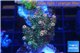 Acropora pink & green Indonesia 3-4 cm WYSIWYG acclimaté
