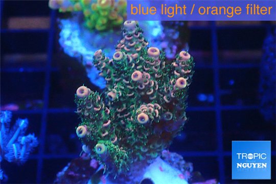 Acropora pink & green Indonesia 3-4 cm WYSIWYG acclimaté