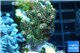 Acropora pink & green Indonesia 3-4 cm WYSIWYG acclimaté