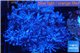 Xenia blue 4-6 cm WYSIWYG acclimaté