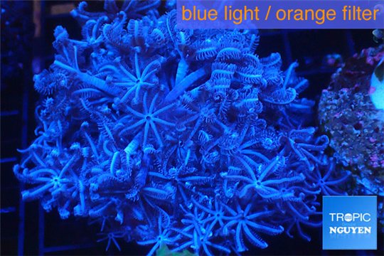 Xenia blue 4-6 cm WYSIWYG acclimaté