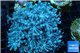 Xenia blue 4-6 cm WYSIWYG acclimaté