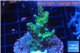 Acropora green 3-4 cm WYSIWYG acclimaté