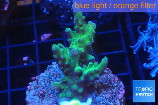 Acropora green 3-4 cm WYSIWYG acclimaté