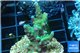Acropora green 3-4 cm WYSIWYG acclimaté
