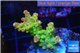 Acropora golden purple Indonesia 3-4 cm WYSIWYG acclimaté