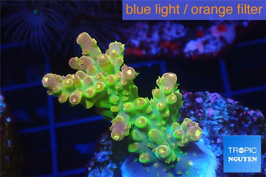 Acropora golden purple Indonesia 3-4 cm WYSIWYG acclimaté