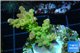 Acropora golden purple Indonesia 3-4 cm WYSIWYG acclimaté