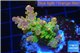 Acropora golden purple Indonesia 3-4 cm WYSIWYG acclimaté