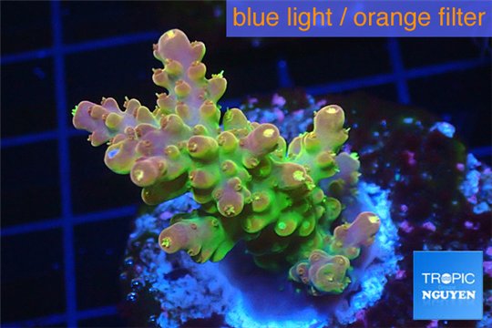 Acropora golden purple Indonesia 3-4 cm WYSIWYG acclimaté