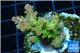 Acropora golden purple Indonesia 3-4 cm WYSIWYG acclimaté