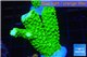 Acropora full neon green 3-5 cm WYSIWYG acclimaté