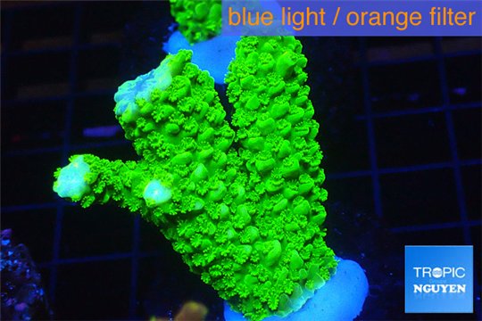 Acropora full neon green 3-5 cm WYSIWYG acclimaté