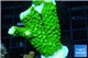 Acropora full neon green 3-5 cm WYSIWYG acclimaté