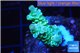 Acropora rainbow Indonesia 2-4 cm WYSIWYG acclimaté