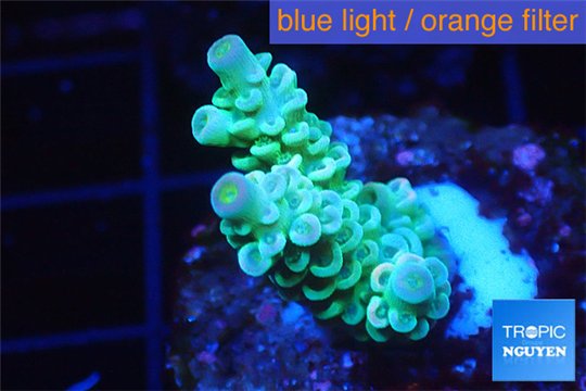 Acropora rainbow Indonesia 2-4 cm WYSIWYG acclimaté